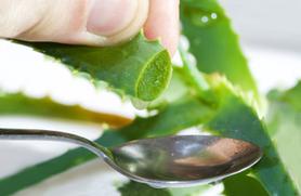 Extracting Aloe vera gel for skin use
