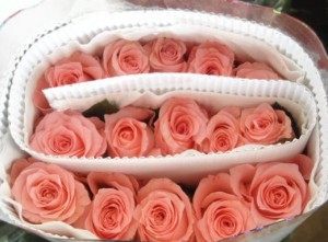 Pink Rose Cut Flowers