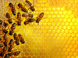 Honey is known for Wonderful Health Benefits