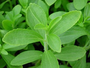 Stevia Rebaudiana