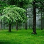 Influence of Forest Canopy on Soil Fertility