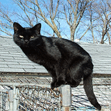 Black Cat Superstitions