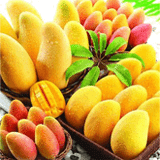 Mango King of Fruit